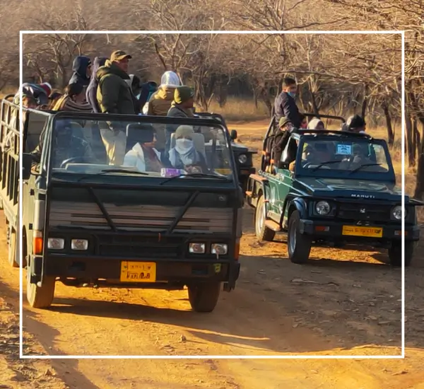 Ranthambore Safari Booking (2)